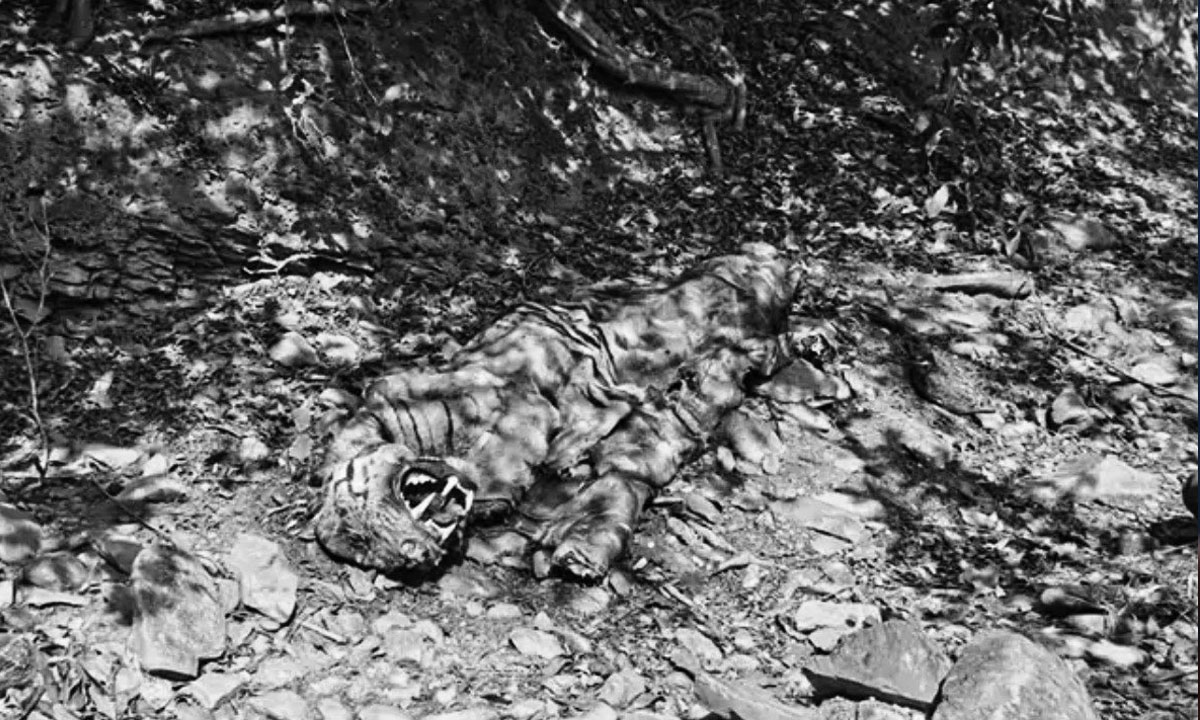 Tiger Dies in Andhra Pradesh Forests; Deputy CM Pawan Kalyan Orders Probe