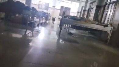 Stray Dogs Roam Pediatric Wards at Warangal MGM Hospital, Raising Safety Concerns