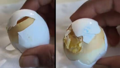Spoiled Eggs Found at Pedda Amberpet Anganwadi Centre, Locals Express Outrage
