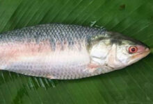 Godavari Pulasa Fish Fetches Record ₹24,000 in Yanam Market