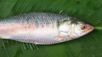 Godavari Pulasa Fish Fetches Record ₹24,000 in Yanam Market