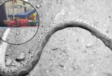 Snake Bites 5th Class Student at Social Welfare Girls’ Gurukul in Warangal