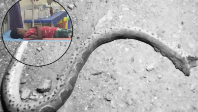 Snake Bites 5th Class Student at Social Welfare Girls’ Gurukul in Warangal