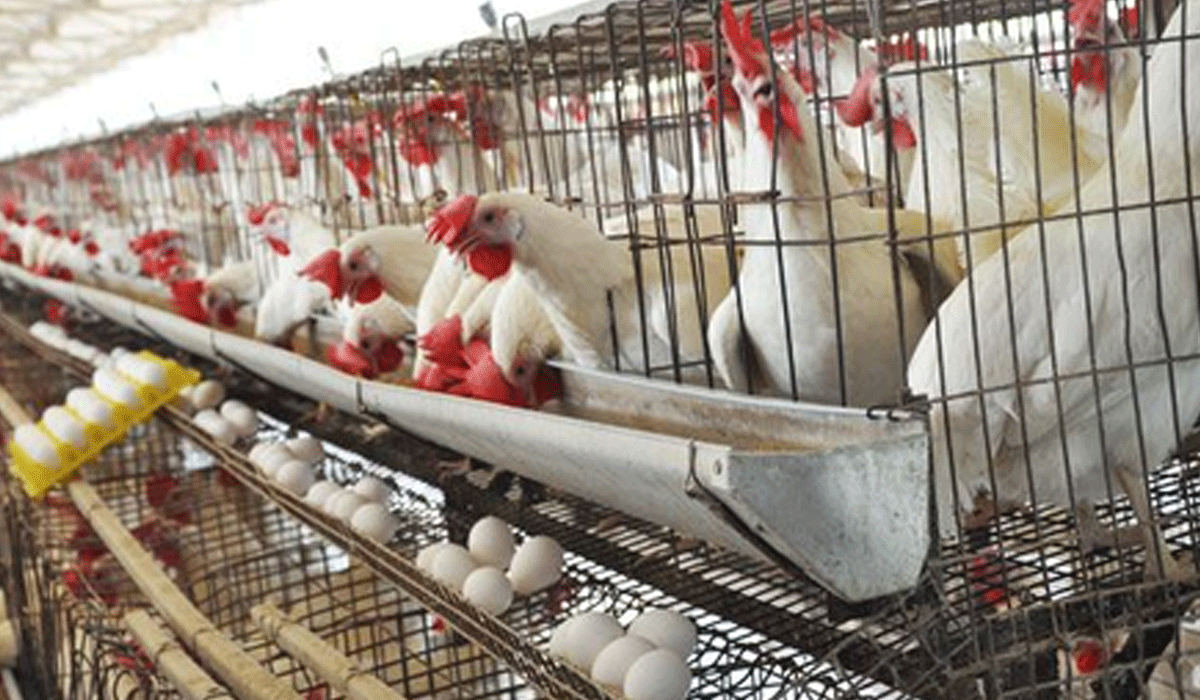 Namakkal poultry farmers in distress as prices of maize, supplements rise