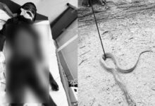8-Year-Old Student Dies After Snakebite Inside Government School Classroom in Narayanpet
