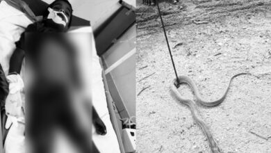 8-Year-Old Student Dies After Snakebite Inside Government School Classroom in Narayanpet