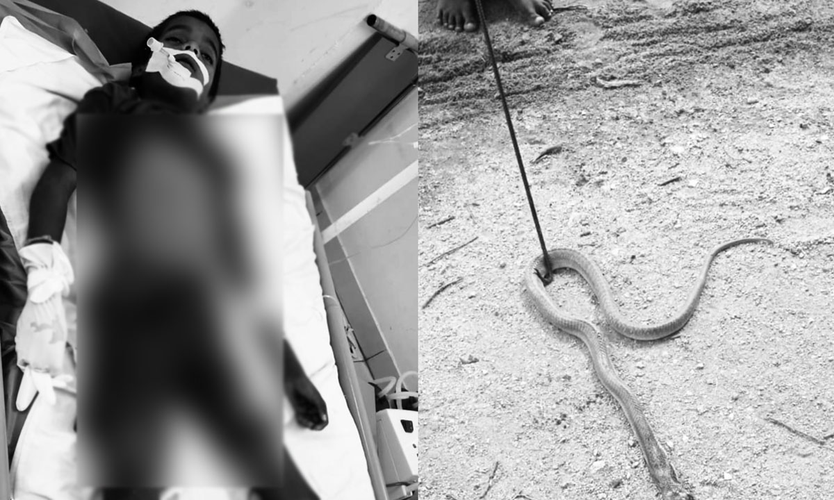 8-Year-Old Student Dies After Snakebite Inside Government School Classroom in Narayanpet