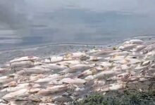 Massive Fish Kill Reported in Raa Cheruvu, Boduppal