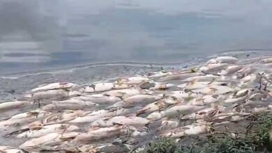 Massive Fish Kill Reported in Raa Cheruvu, Boduppal