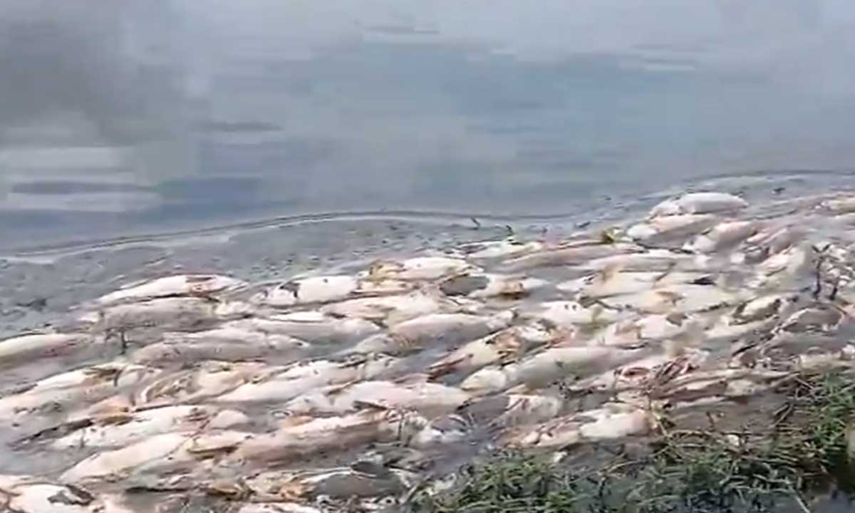 Massive Fish Kill Reported in Raa Cheruvu, Boduppal
