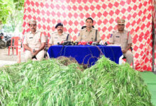 Police Seize Illegal Cannabis Crop Worth ₹38.5 Lakh in Adilabad; Two Booked.