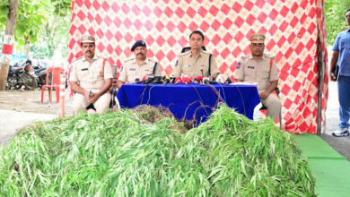 Police Seize Illegal Cannabis Crop Worth ₹38.5 Lakh in Adilabad; Two Booked.