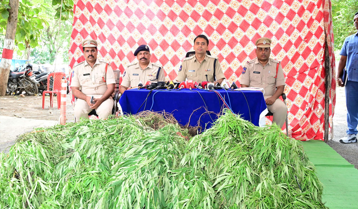 Police Seize Illegal Cannabis Crop Worth ₹38.5 Lakh in Adilabad; Two Booked.