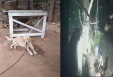 Drunk Men Allegedly Steal Labrador Dog In Hyderabad’s Kundanbagh