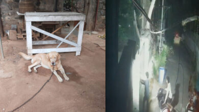 Drunk Men Allegedly Steal Labrador Dog In Hyderabad’s Kundanbagh