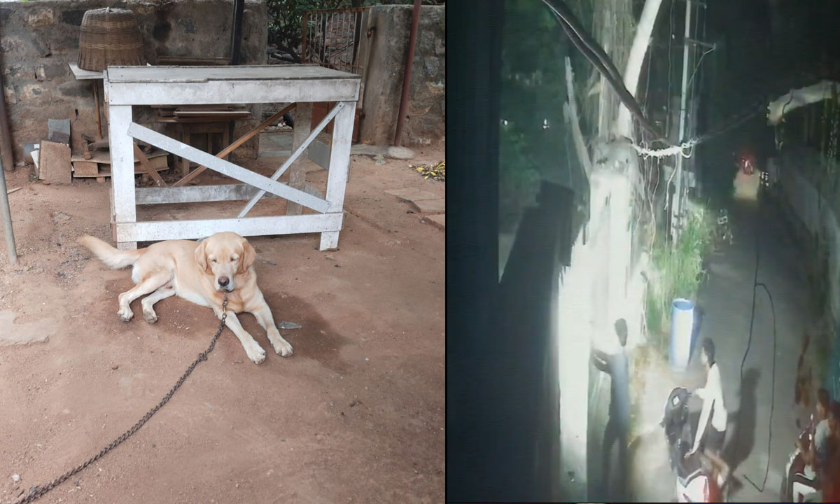 Drunk Men Allegedly Steal Labrador Dog In Hyderabad’s Kundanbagh