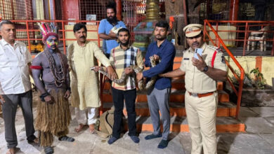 Indian Rock Python, Hen Rescued from Dance Group During Ganesh Immersion Celebrations in Hyderabad